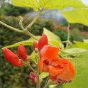 Phaseolus coccineus 'Golden Sunshine' fleur
